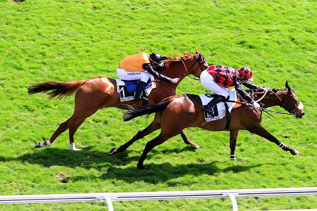 Arrivée quinté pmu PRIX GUY HUNAULT à AUTEUIL