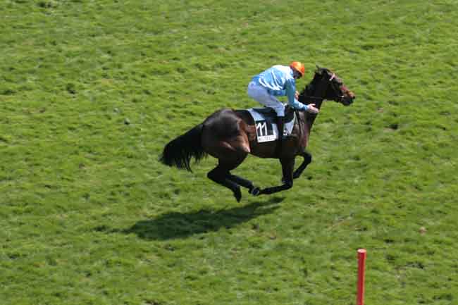 Arrivée quinté pmu PRIX VANILLE à AUTEUIL