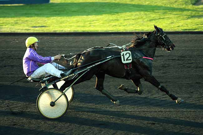 Arrivée quinté pmu PRIX TREMPOLINO à CHOLET