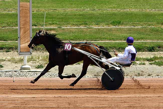 Arrivée quinté pmu PRIX DE LA VILLE DE TOULOUSE à TOULOUSE