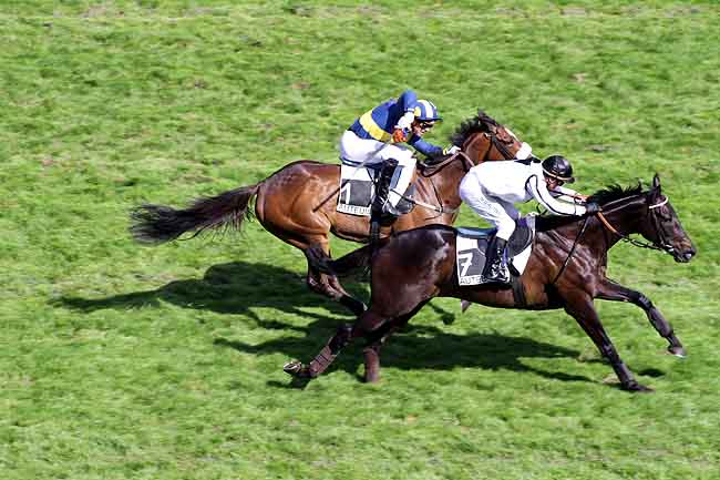 Arrivée quinté pmu PRIX MELINOIR à AUTEUIL