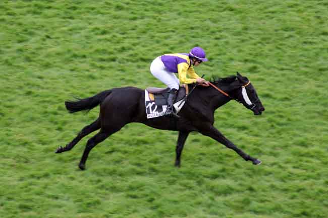 Arrivée quinté pmu PRIX TRINIDAD à AUTEUIL