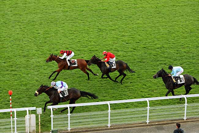Arrivée quinté pmu PRIX DE LAMBALLE à MAISONS-LAFFITTE