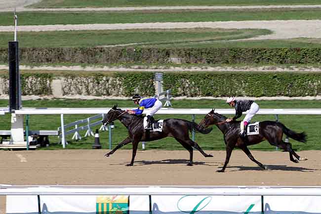 Arrivée quinté pmu PRIX DU MEZERAY à DEAUVILLE