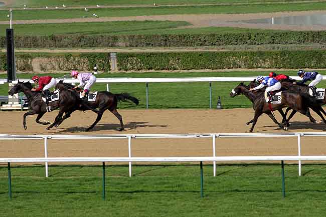 Arrivée quinté pmu PRIX DE DOMFRONT à DEAUVILLE