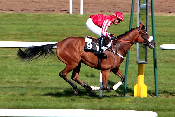 Arrivée quinté pmu PRIX PIERRE DEBROISE à FONTAINEBLEAU