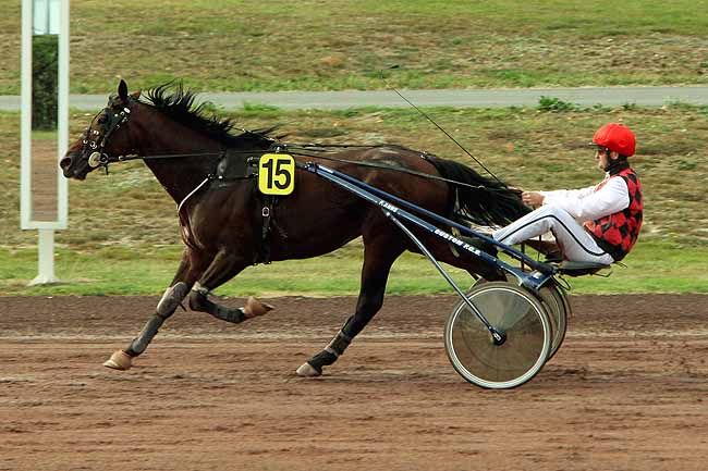 Arrivée quinté pmu PRIX FLAMBEAU DES PINS (GR B) à ANGERS