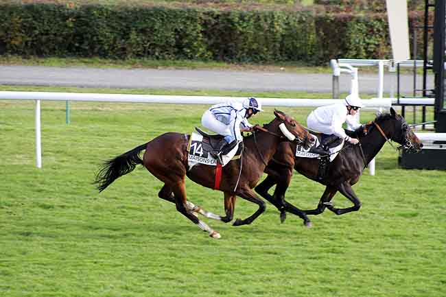 Arrivée quinté pmu PRIX DE GELOS à MAISONS-LAFFITTE