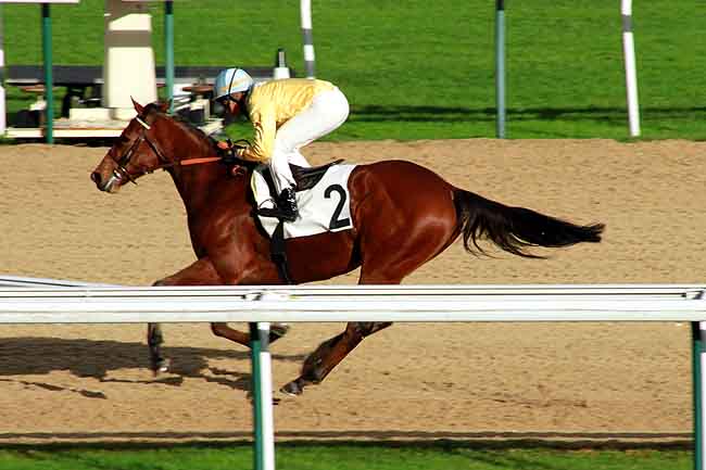 Arrivée quinté pmu PRIX DE ROIVILLE à DEAUVILLE MIDI
