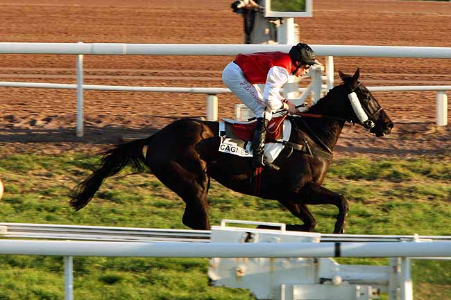 Arrivée quinté pmu PRIX DU PAYS DE LOIRE à CAGNES-SUR-MER
