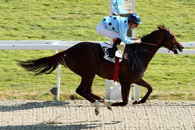 Arrivée quinté pmu PRIX SKY LAWYER (DUBAI-TRIAL) à CAGNES-SUR-MER