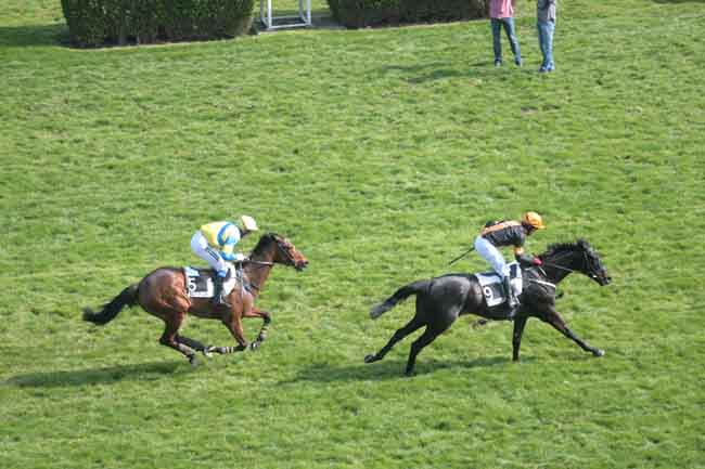 Arrivée quinté pmu PRIX HUBERT D'AILLIERES à AUTEUIL
