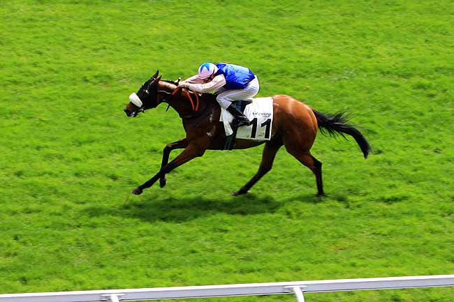 Arrivée quinté pmu PRIX DE NEWMARKET à MAISONS-LAFFITTE