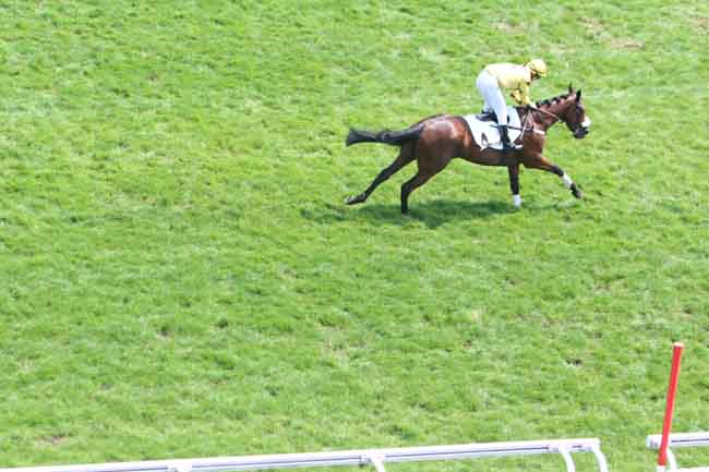 Arrivée quinté pmu PRIX DU NIVERNAIS à AUTEUIL
