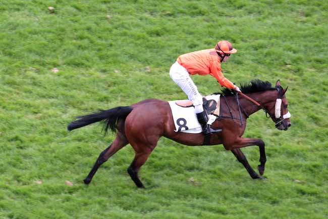 Arrivée quinté pmu PRIX GOPAL à AUTEUIL