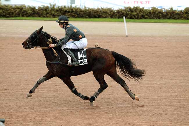 Arrivée quinté pmu PRIX DU BUIS à CABOURG