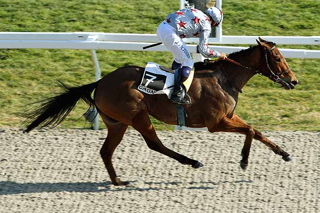 Arrivée quinté pmu PRIX DE CARPENTRAS à CAGNES-SUR-MER
