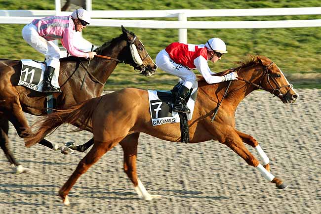Arrivée quinté pmu PRIX DE SAINT-RAPHAEL à CAGNES-SUR-MER