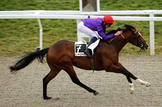 Arrivée quinté pmu PRIX POLICEMAN à CAGNES-SUR-MER