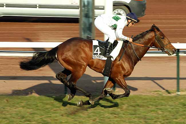 Arrivée quinté pmu PRIX DE LYON-LA-SOIE à MARSEILLE-BORELY