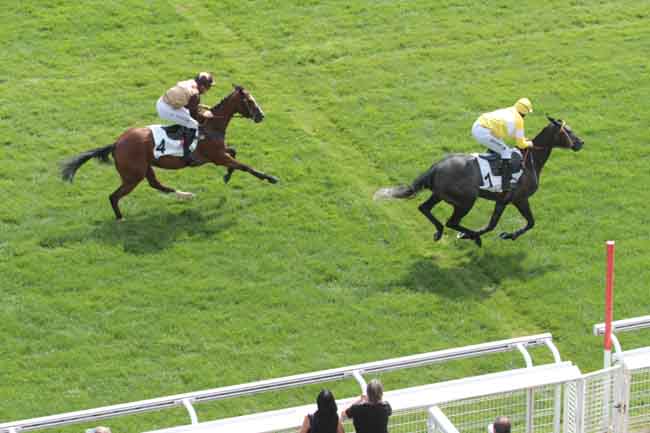 Arrivée quinté pmu PRIX AMATI à AUTEUIL