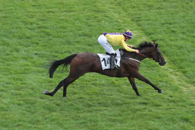 Arrivée quinté pmu PRIX RECRUIT II à AUTEUIL