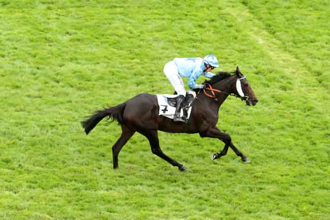 Arrivée quinté pmu PRIX RICHARD ET ROBERT HENNESSY à AUTEUIL