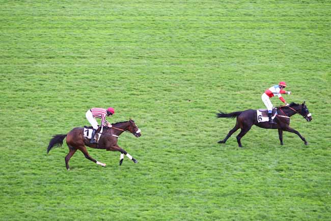 Arrivée quinté pmu PRIX FERDINAND RIANT à AUTEUIL