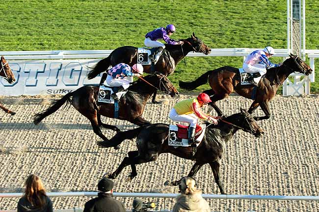 Arrivée quinté pmu PRIX DU CANNET à CAGNES-SUR-MER