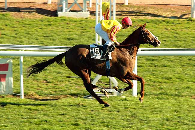 Arrivée quinté pmu PRIX DU GALIBIER à CAGNES-SUR-MER