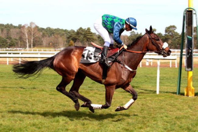 Arrivée quinté pmu PRIX DE LA TILLAIE à FONTAINEBLEAU