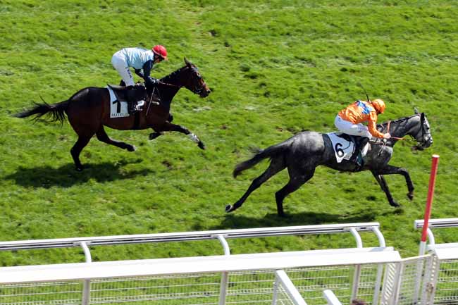 Arrivée quinté pmu PRIX TURCO à AUTEUIL