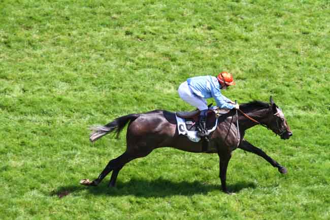 Arrivée quinté pmu PRIX BOIS ROUAUD à AUTEUIL
