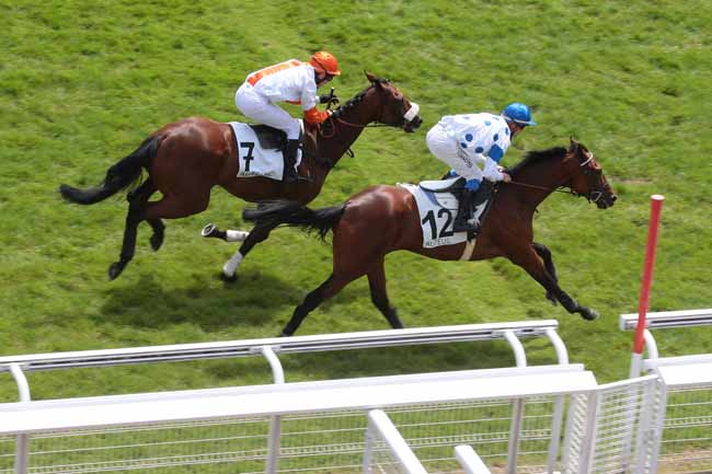 Arrivée quinté pmu PRIX DE ROYAN à AUTEUIL