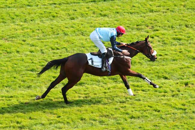 Photo d'arrivée de la course pmu PRIX GEORGES DE TALHOUET-ROY à AUTEUIL le Dimanche 11 octobre 2015