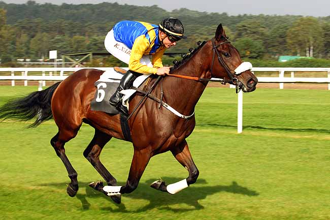 Photo d'arrivée de la course pmu PRIX D'URY à FONTAINEBLEAU le Mardi 20 octobre 2015