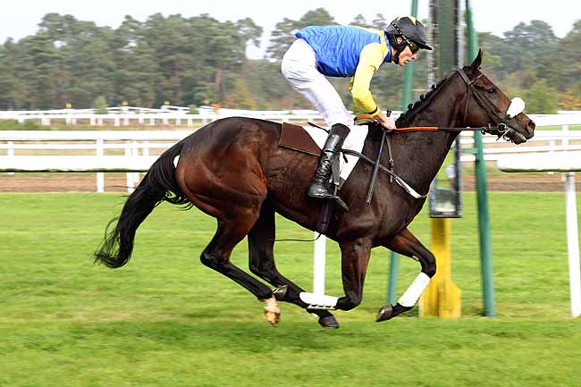 Photo d'arrivée de la course pmu PRIX DU CONSEIL MUNICIPAL DE CHAMPAGNE-SUR-SEINE à FONTAINEBLEAU le Mardi 20 octobre 2015