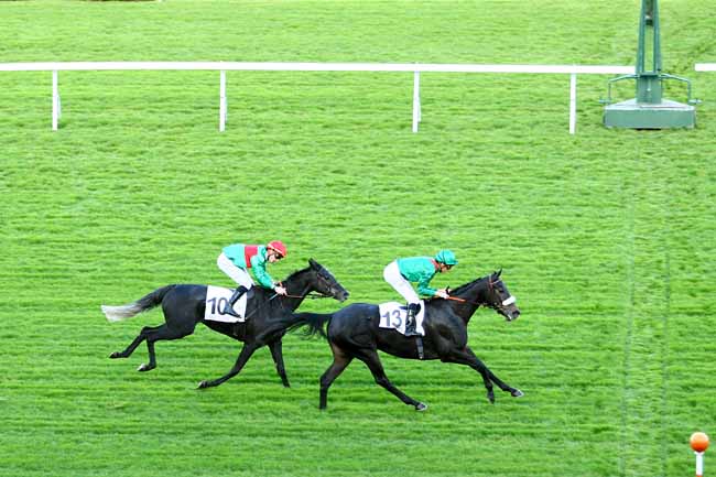 Photo d'arrivée de la course pmu PRIX ROYAL-OAK à SAINT-CLOUD le Dimanche 25 octobre 2015