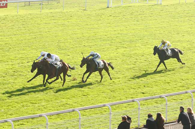 Photo d'arrivée de la course pmu PRIX MIESQUE à MAISONS-LAFFITTE le Samedi 31 octobre 2015
