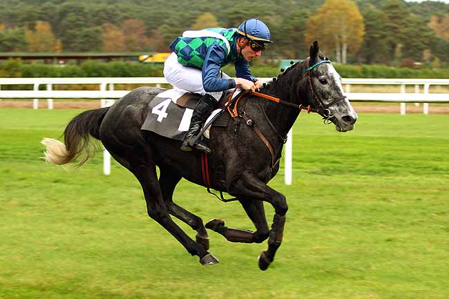 Photo d'arrivée de la course pmu PRIX PATRICE QUENEDEY à FONTAINEBLEAU le Jeudi 5 novembre 2015