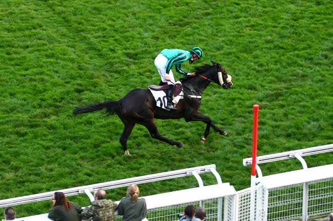 Photo d'arrivée de la course pmu PRIX OENEAS à AUTEUIL le Samedi 7 novembre 2015