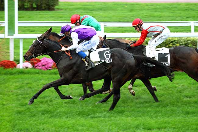 Photo d'arrivée de la course pmu GRAND HANDICAP D'ANGERS à ANGERS le Mardi 17 novembre 2015