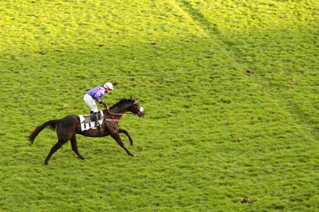 Photo d'arrivée de la course pmu PRIX LEON OLRY-ROEDERER à AUTEUIL le Dimanche 22 novembre 2015