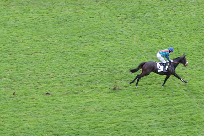 Photo d'arrivée de la course pmu PRIX OTEUIL SF à AUTEUIL le Mercredi 25 novembre 2015