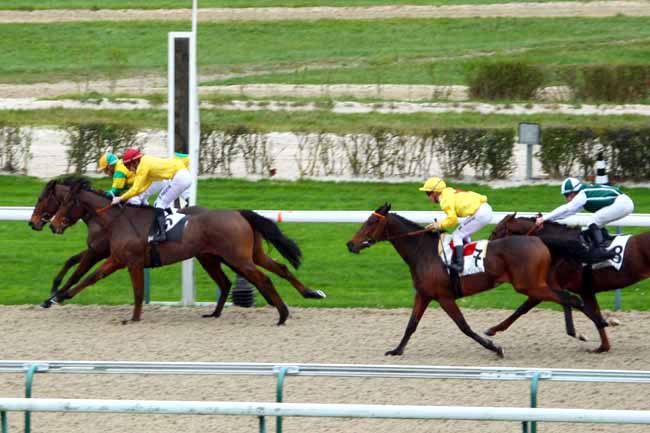 Photo d'arrivée de la course pmu PRIX D'ALMENECHES à DEAUVILLE le Mardi 1 décembre 2015