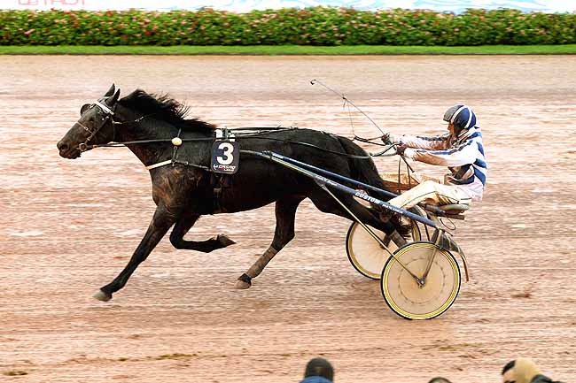 Photo d'arrivée de la course pmu PRIX DES CALCEOLAIRES à CABOURG le Mardi 8 décembre 2015