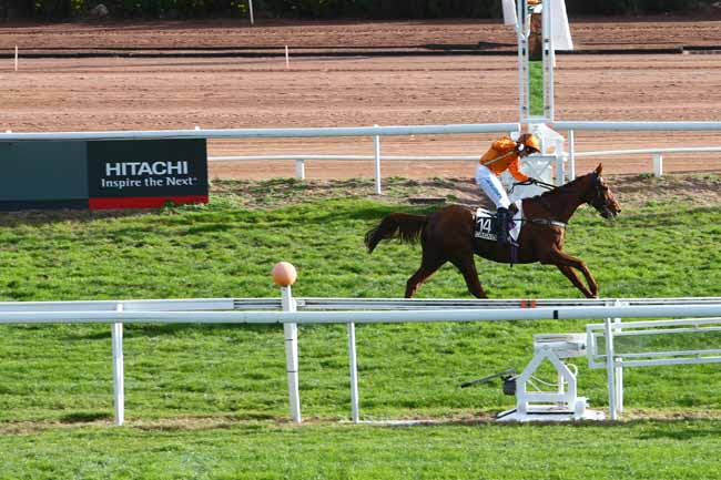 Photo d'arrivée de la course pmu PRIX DE LA PICARDIE à CAGNES-SUR-MER le Mercredi 30 décembre 2015