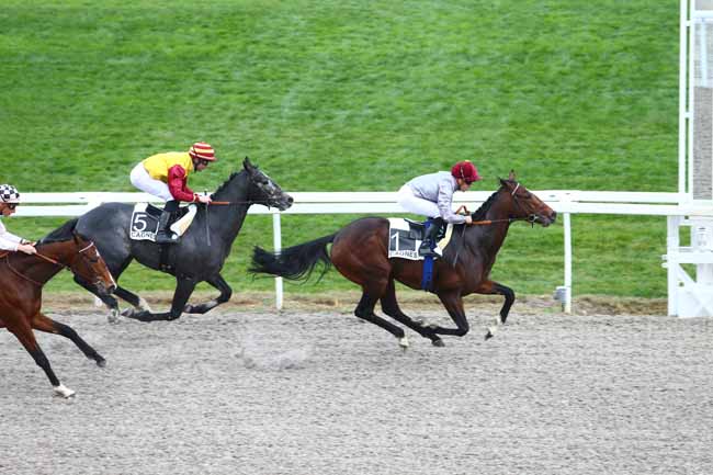 Photo d'arrivée de la course pmu PRIX DE FABRON à CAGNES-SUR-MER le Mercredi 20 janvier 2016