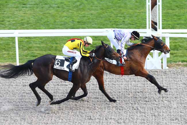Photo d'arrivée de la course pmu PRIX DES COQUELICOTS à CAGNES-SUR-MER le Vendredi 22 janvier 2016
