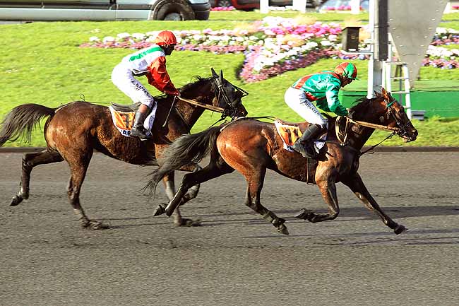 Photo d'arrivée de la course pmu PRIX DE PLOUESCAT à PARIS-VINCENNES le Lundi 8 février 2016